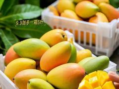 时令鲜果区域代理招商