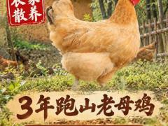 禽类鲜品区域代理招商
