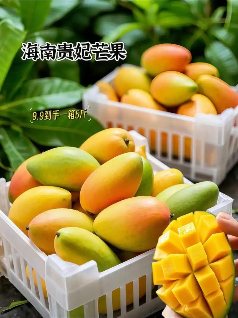海南芒果整箱装