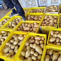 新鲜土豆产地装