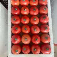 精品西红柿批发