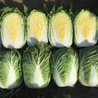 本地大白菜装