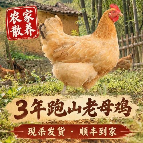 散养走地鸡整只